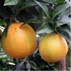 Citrus Orange Corugatto Canaliculata