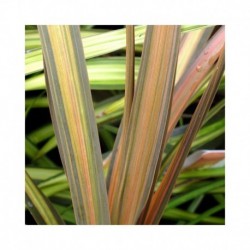 Cordyline 'Cha Cha'