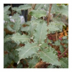 Olearia macrodonta - New Zealand Holly