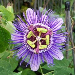 Passiflora Purple Haze