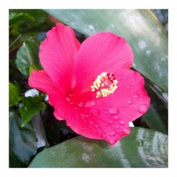 Hibiscus rosa sinensis Red