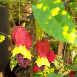 Abutilon megapotamicum 'Variegatum'
