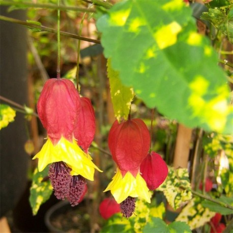 Abutilon megapotamicum 'Variegatum'