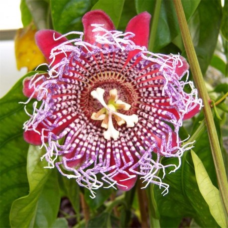 Passiflora quadrangularis