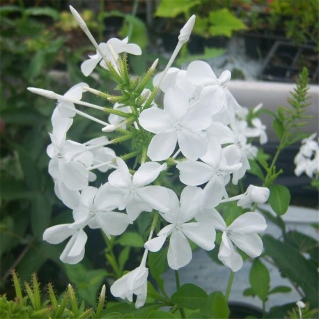 Plumbago auriculata alba
