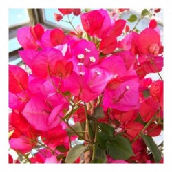 Bougainvillea (Cerise/Red)
