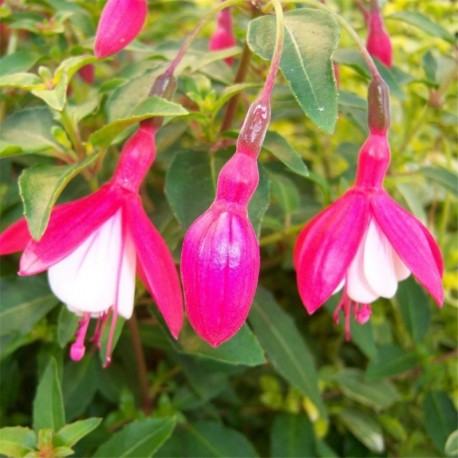 Fuchsia 'Lady Thumb'