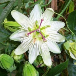 Passiflora caerulea 'Constance Elliott'