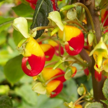 Impatiens congalense