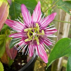 Passiflora x violacea 'Eynsford gem'