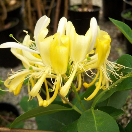 Lonicera periclymenum Scentsation