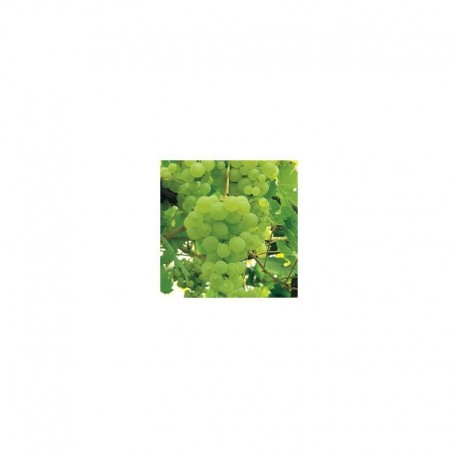 Grapevine Lakemont seedless