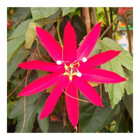 Passiflora vitifolia classica x coccinea