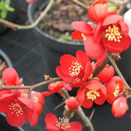 Chaenomeles x superba Crimson and Gold
