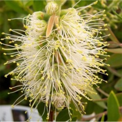 Callistemon citrinus 'White Anzac'