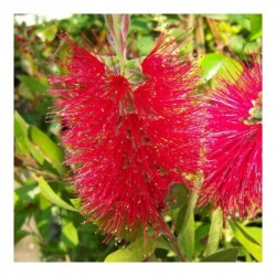 Callistemon viminalis 'Little John'