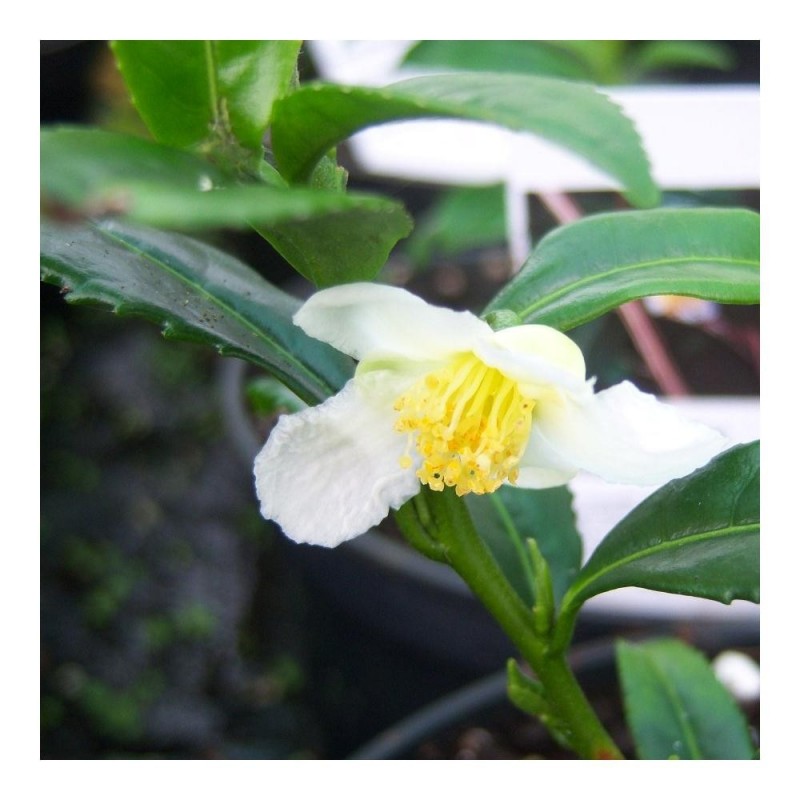 Camellia sinensis thea Tea Plants Cross Common Nursery