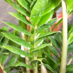 Zamioculcas zamiifolia