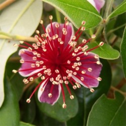 Feijoa sellowiana (Acca sellowiana)