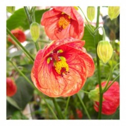 Abutilon Ashford Red