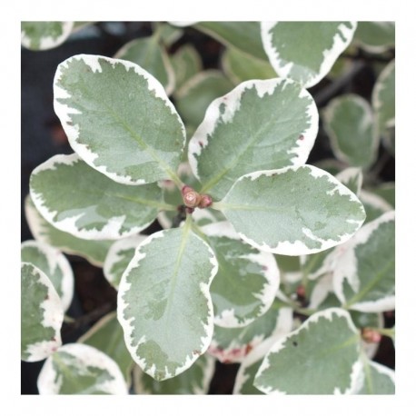 Pittosporum 'Garnetii'