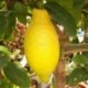 Citrus Lemon 4 Seasons Medium Standard