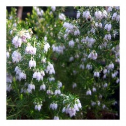 Erica aus. 'Polar Express' - Tree Heather