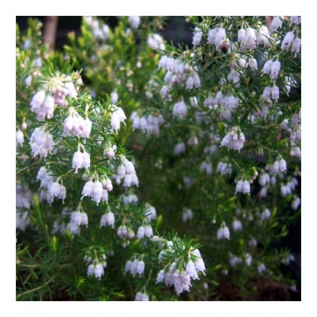 Erica aus. 'Polar Express' - Tree Heather