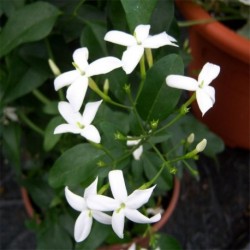 Jasminum azoricum