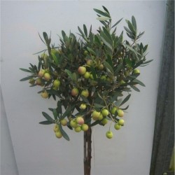 Olea europaea 80cm standard