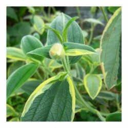 Tibouchina urvilliana variagated
