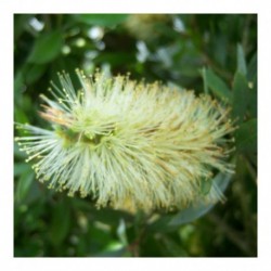 Callistemon Pallidus (Lemon Bottlebrush)