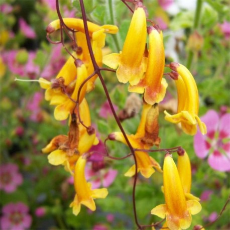 Pandorea pandorana 'Golden Rain''