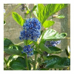 Ceanothus arboreus 'Trewithen Blue'