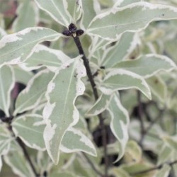 Pittosporum eugenioides variagatum