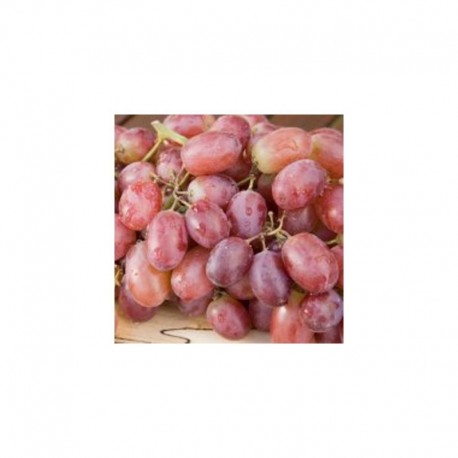 Grafted Grapevine 'Vanessa Seedless'