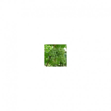 Grafted Grapevine 'Exalta Seedless'
