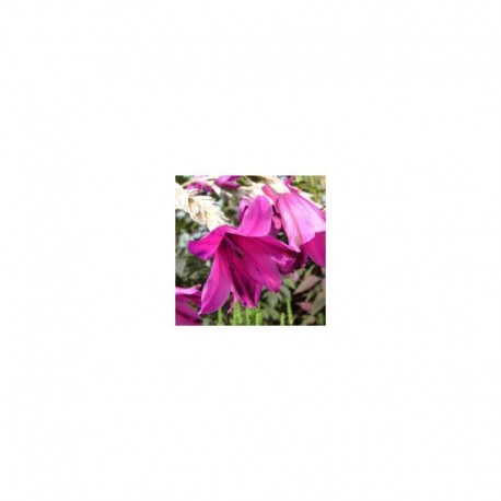 Dierama Pulcherrimum 'Blackbird'