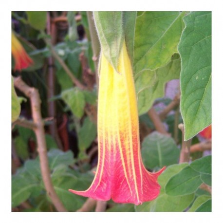 Brugmansia sanguinea 5ltr