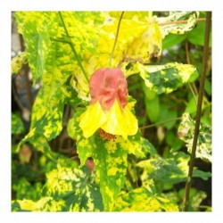 Abutilon x milleri hort. Variegatum
