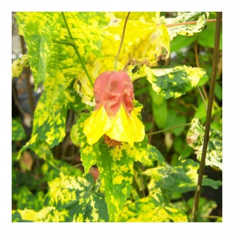 Abutilon x milleri hort. Variegatum