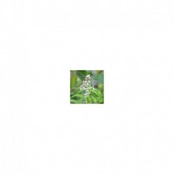 Aloysia citriodora (Lemon Verbena)