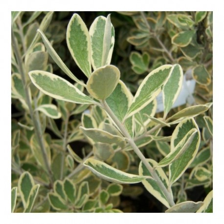 Pittosporum crassifolium Variegatum
