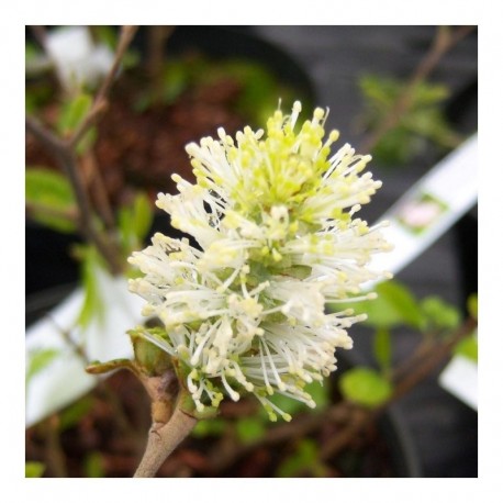 Fothergilla gardenii 'Blue mist'