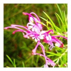 Grevillea 'Canberra gem'