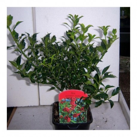 Ilex aquifolium 'Alaska'