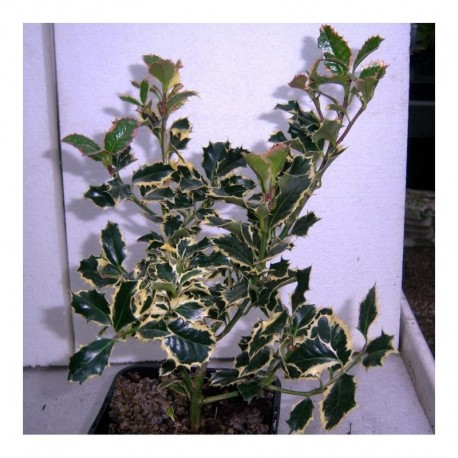 Ilex aquifolium 'Argentea Marginata'
