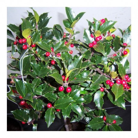 Holly Bush collection