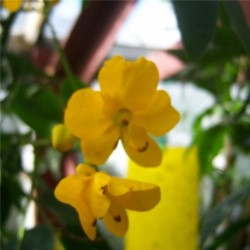 Senna obtusa