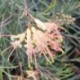 Grevillea semperflorens